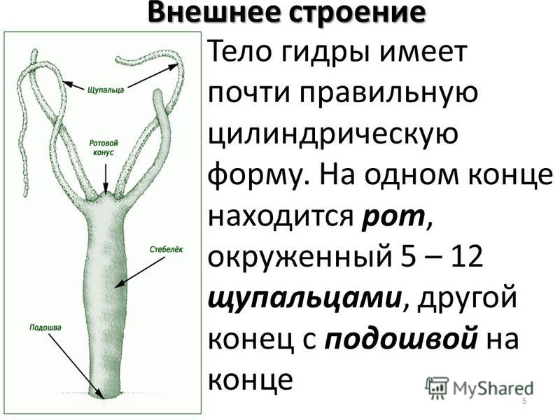 Кракен маркет только через тор скачать